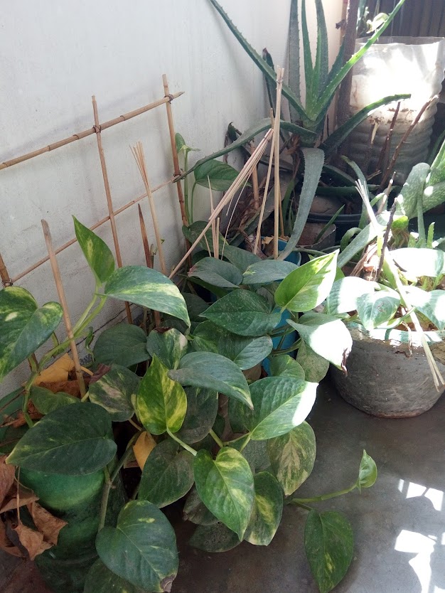 Gardening